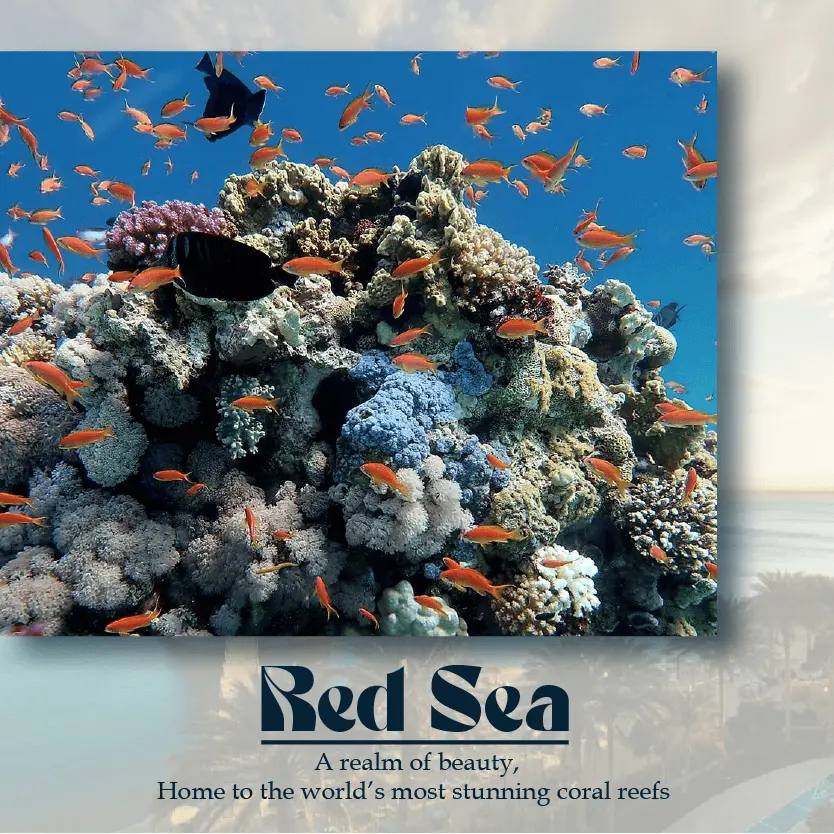 ../../../../../assets/images/destination/red-sea.webp